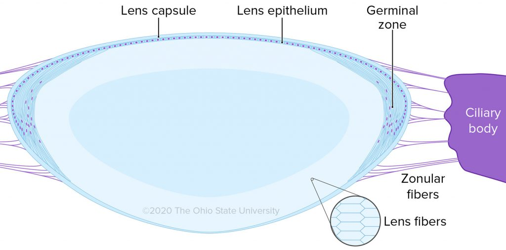 <p>zone anterior to the lens equator that contains mitotic epithelial cells that become secondary lens fibers</p>