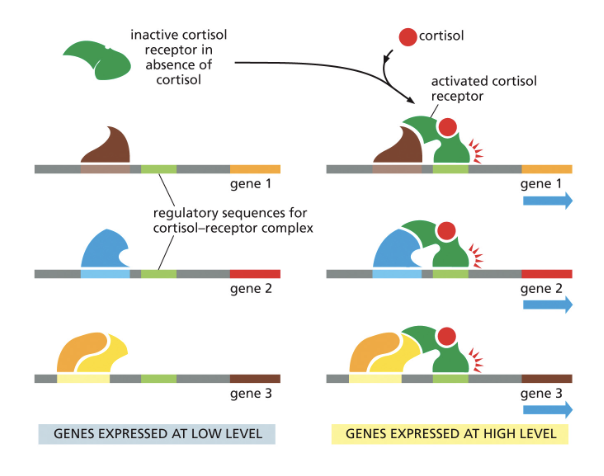 <ul><li><p>A SINGLE TRANSCRIPTIONAL REGULATOR!</p></li><li><p>EXAMPLE: CORTISOL RECEPTOR</p><ul><li><p>CORTISOL RECEPTOR US A TRANSCRIPTIONAL REGULATOR </p></li><li><p>MANY COPIES OF THE CORTISOL RECEPTOR ARE PRESENT IN A SINGLE LIVER CELL</p></li><li><p>MANY GENES CONTAIN THE SAME CORTISOL RECEPTOR REGULATORY SEQUENCE</p></li><li><p>IN THE PRESENCE OF CORTISOL, THE CORTISOL RECEPTOR BINDS TO THE DNA AND INTERACTS WITH TRANSCRIPTIONAL ACTIVATORS TO PROMOTE HIGH LEVELS OF TRANSCRIPTION </p></li></ul></li></ul><p></p>