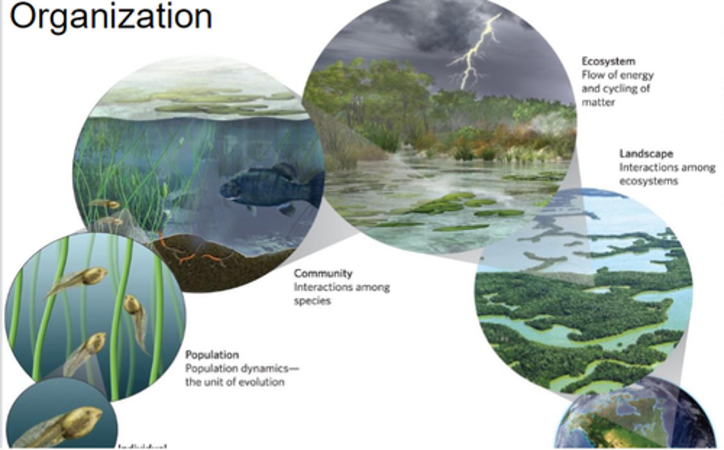 <p>Individual -&gt; Ecosystems -&gt; Biosphere</p>