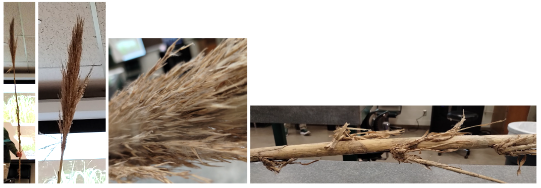 <p>Giant Reed Grass</p>