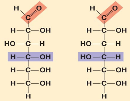 <p>Aldohexoses</p>