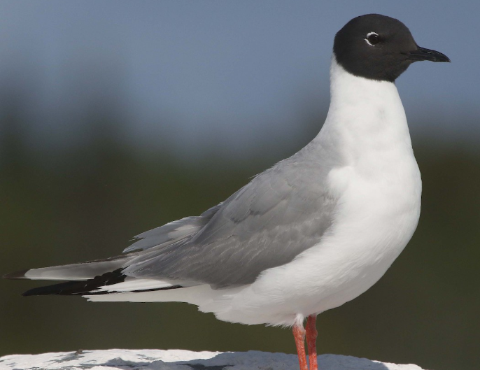 <p>What bird is this? </p>