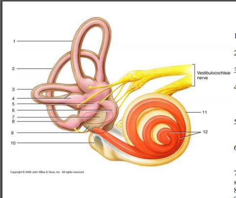 <p>(4) Crista ampullaris function</p>