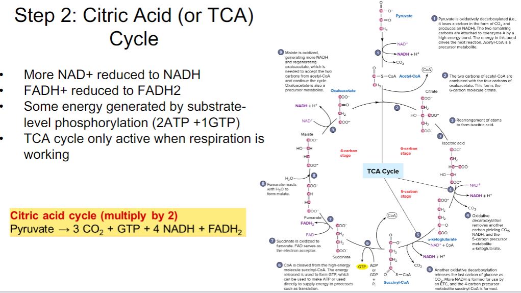 <p>Step 2 citric acid</p>