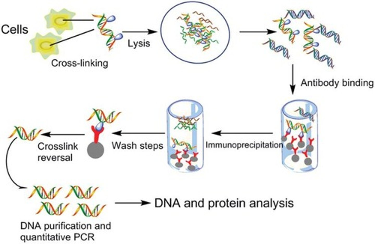 <p>A method to study DNA-protein interactions as they occur in living cells.</p>
