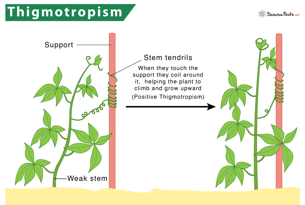 <ul><li><p>Thigma means touch in greek</p></li><li><p>Touching certain plants changes its behaviour</p></li></ul><p></p>