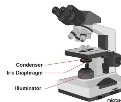 <p>-controls the amount of light reaching the specimen</p>