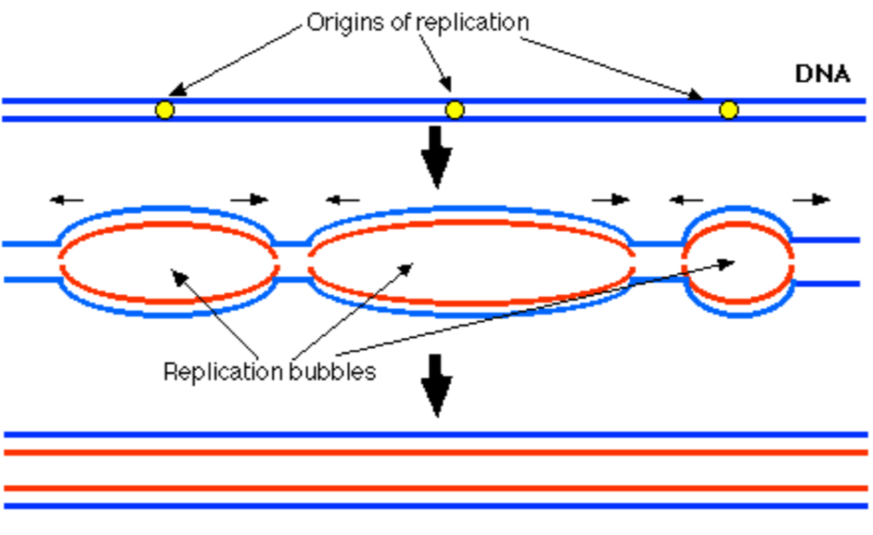 <ul><li><p>chromosomes are much longer</p></li><li><p>Each will have many origin</p></li><li><p>Bidirectional replication creates ‘bubbles’ of replications </p></li></ul><p></p>