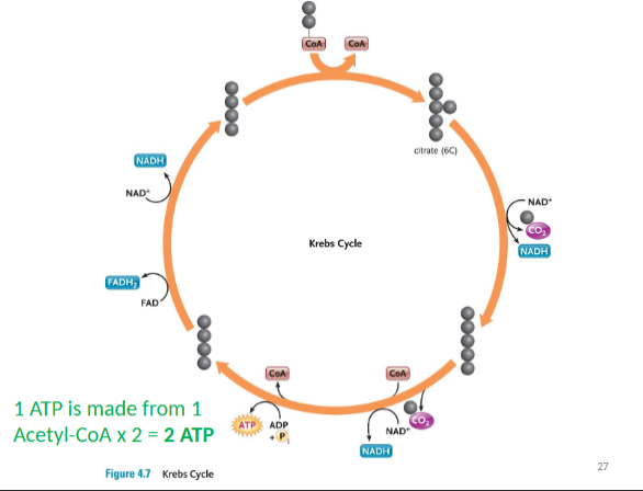 <p>Krebs Cycle</p>