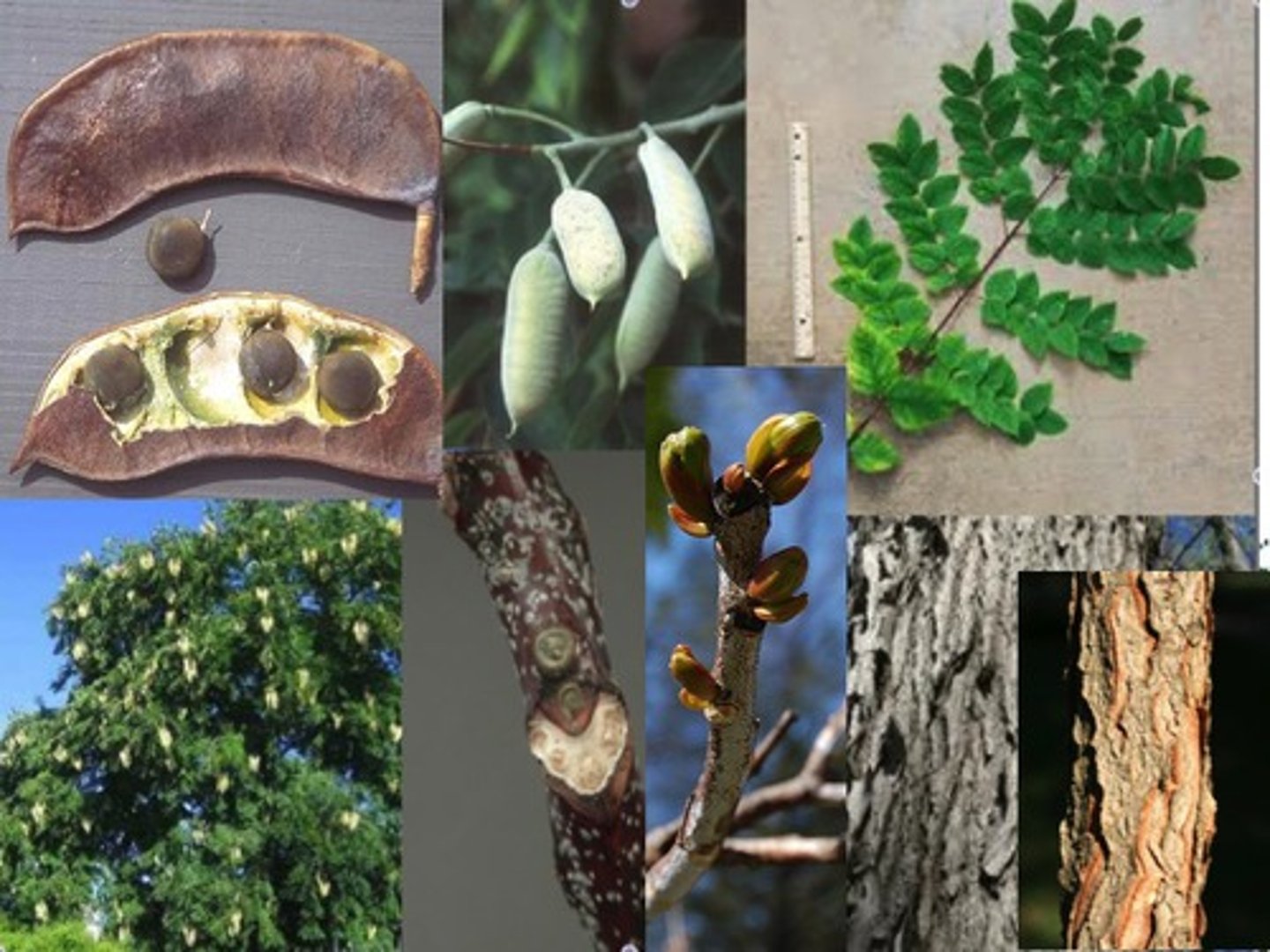 <p>alternate, bi-pinnately compound (large), 10-14 leaflets; no terminal bud; fruit is a long, wide, hard legume, canoe like</p>