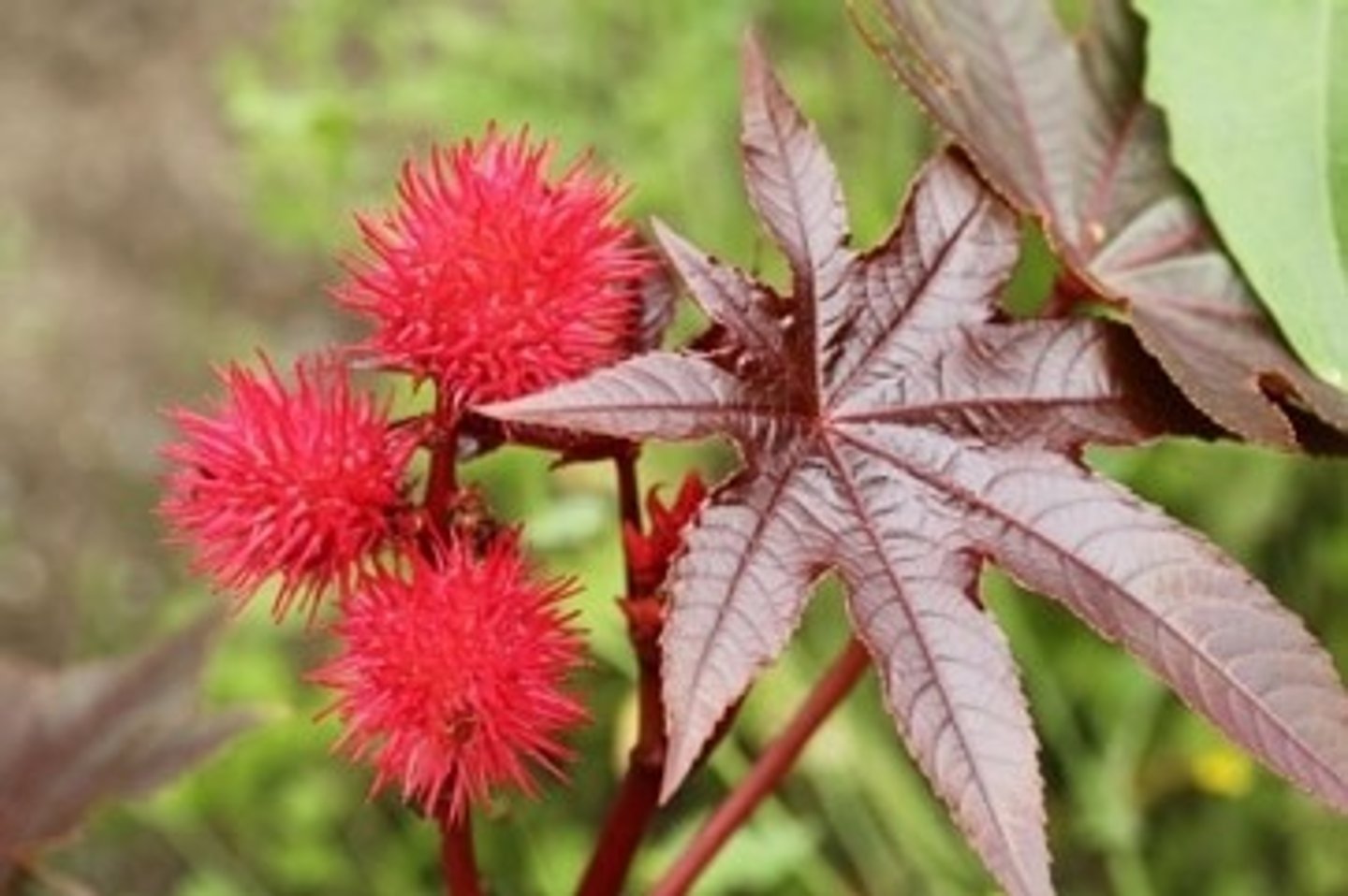 <p>those toxic beans are good topically and for the uterus </p><p>castor oil</p><p>Actions: laxative*, purgative</p><p>Indications: constipation; uterine pain* topical: anti-inflammatory for skin disorders and an anodyne; MYALGIAS</p><p>SE: EXTREMELY TOXIC INTERNALLY AND CAN LEAD TO CASTOR BEAN POISONING (12 CAN KILL AN ADULT)</p><p>CI: </p><p>Interactions: avoid with hypokalemic drugs and cardiac glycosydes </p>