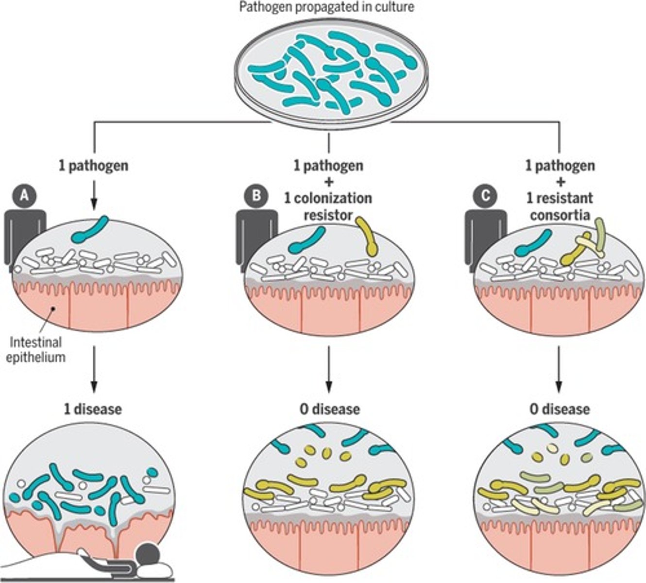 <p>two or more interacting microbial populations that provide microbial protectors against a pathogen. </p>