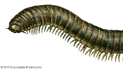 <p>includes chilopods and diplopda which are centipedes and millipedes </p><p>have antennaes and three appendages </p>