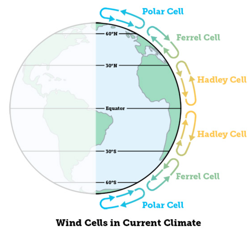 <p><strong>Three major orbital FORCINGS affect the amount of solar radiation that hits the sun</strong></p><ul><li><p>These cycles occur on such long timescales that, although they help explain long-term fluctuations in Earth’s climate in the geologic past, they CANNOT explain our current decadal warming trends (too short of a time period</p><p></p><ol><li><p><strong><u>Precession</u> (Wobble)</strong></p></li></ol><ul><li><p>A gradual change in the direction Earth's axis points (~26,000-year cycle).</p></li><li><p>Affects the <strong>timing of seasons</strong>, determining whether northern hemisphere summers occur when Earth is closer to (warmer) or farther from (cooler) the Sun.</p></li><li><p><strong>Effect on Ice Formation:</strong> Cool northern hemisphere summers (Earth farther from the Sun) allow <strong>ice caps to grow</strong>, while warm summers lead to ice melt.</p></li></ul></li></ul><p></p><ol start="2"><li><p><strong><u>Obliquity</u> (Axial Tilt) (</strong>~41,000-year cycle).</p><ul><li><p>The angle of Earth's tilt relative to its orbital plane (~41,000-year cycle).</p></li><li><p>Greater tilt → Stronger seasonal contrast (warmer summers, colder winters).</p></li><li><p>Smaller tilt → Milder seasons, favoring ICE SHEET GROWTH in Northern Hemisphere as summers are too cool to fully melt winter ice</p></li></ul><p></p></li><li><p><strong><u>Eccentricity</u> (Orbit Shape) </strong>(~100,000-year cycle).</p><ul><li><p>Describes changes in the Earth's orbit</p><ul><li><p>from circular to elliptical (~100,000-year cycle).</p></li></ul></li><li><p><strong>Circular:</strong> More even solar energy distribution.</p></li><li><p><strong>Elliptical:</strong> Seasonal variations in solar radiation as Earth gets closer/farther from the Sun.</p><p></p></li></ul></li></ol><p><em><u>All 3 of these orbital forcings affect the distribution of heating between seasons or between HEMISPHERES more strongly than they affect the overall amount of solar energy reaching the Earth</u></em></p><ul><li><p><strong><em>Their effect on climate is therefore due to amplifications and dynamic effects rather than to changes in raw NRG output</em></strong></p></li></ul><ul><li><p>The most pronounced of these amplifications are the ice ages, which are driven by the unequal amounts of land in the Northern and Southern Hemispheres</p><ul><li><p>When the Northern Hemisphere receives less heat, particularly in summer, ice may form on this land.</p><ul><li><p>&nbsp;The ice reflects sunlight and cools the entire planet.</p></li><li><p>When the Northern Hemisphere receives more heat, the ice melts and the planet warms.</p></li></ul></li><li><p>&nbsp;Warming and cooling of the Southern Hemisphere has no such effect because of the lack of land near the poles.</p><ul><li><p>There is very little land near the poles in South America and Africa because both taper as they approach the South Pole.</p><p></p></li></ul></li></ul></li></ul><p>***********************************************************************************************************<br><em><u>Warm air rises in the atmosphere, cools, and then DESCENDS</u></em></p><ol type="1"><li><p>To be precise, air comes down from the North down to the equator</p></li><li><p>As the airs from both the north and south approach the equator, they COLLIDE and then rise</p><ul><li><p>Air rises at the equator due to symmetry</p></li></ul></li><li><p>At around 30 degrees (0 degrees is the equator) N+S there is DRY AIR</p><ul><li><p>As such around here we have DESERTS, compared to the equator at 0 degrees where there are primarily tropical rainforests</p></li></ul></li></ol><p></p><p>This phenomenon results in the formation of major vertical circulation features in the atmosphere known as<mark data-color="blue" style="background-color: blue; color: inherit">:</mark></p><p></p><p><strong>These 4 Major Circulation Cells Influence Wind Patterns Globally (HFPW)</strong></p><p></p><ol><li><p><strong><mark data-color="blue" style="background-color: blue; color: inherit">Hadley Cells</mark></strong></p><ul><li><p>Found between equator (0) and (30) latitude in both hemispheres</p></li><li><p>Warm air rises from the equator due to intense solar heating up to 30 degrees latitude then cools as it descends back to the equator forming TRADE WINDS which are deflected westward due to the <strong><u>Coriolis Effect</u></strong></p><ul><li><p><em>Apparent deflection of moving objects, such as air or water, due to Earth's rotation, causing them to veer right in the Northern Hemisphere and left in the Southern Hemisphere.</em></p></li></ul></li><li><p>The <strong><u>ITCZ </u>(Intertropical Convergence Zone) </strong>is closely associated with Hadley cells as it forms the BOUNDARY where the trade winds from both hemispheres converge near the equator</p></li></ul></li></ol><p></p><p><strong><u>Coriolis Effect</u></strong></p><ul><li><p>The apparent deflection of water and air due to Earth’s rotation causing them to</p><ul><li><p>Veer RIGHT in Northern Hemisphere</p></li><li><p>Veer LEFT in Southern Hemisphere</p></li></ul></li></ul><p></p><ol start="2"><li><p><strong>Ferrel Cells</strong></p><ul><li><p>Located in between Hadley (30) and Polar (60) cells</p></li><li><p>Characterized by mid-latitude westerlies at the surface (flow west to east)</p></li><li><p>Air that is higher up moves towards the EQUATOR</p></li><li><p>Air that is lower/closer to the surface moves POLEWARD</p></li></ul></li></ol><p></p><ol start="3"><li><p><strong>Polar Cells</strong></p><ul><li><p>Located at the poles between 60 and 90 degrees</p></li><li><p>Cold dense air descends at the poles creating high pressure</p></li></ul></li></ol><p></p><ol start="4"><li><p><strong>Walker Cells</strong></p><ul><li><p>These winds go east-west in a mirrored way across the equator rather than up-and-down like the others</p></li><li><p>Found near the equator, driven by temperature differences between eastern and western regions such as during <strong>El Nino/La Nina Events</strong></p></li></ul></li></ol><p></p>