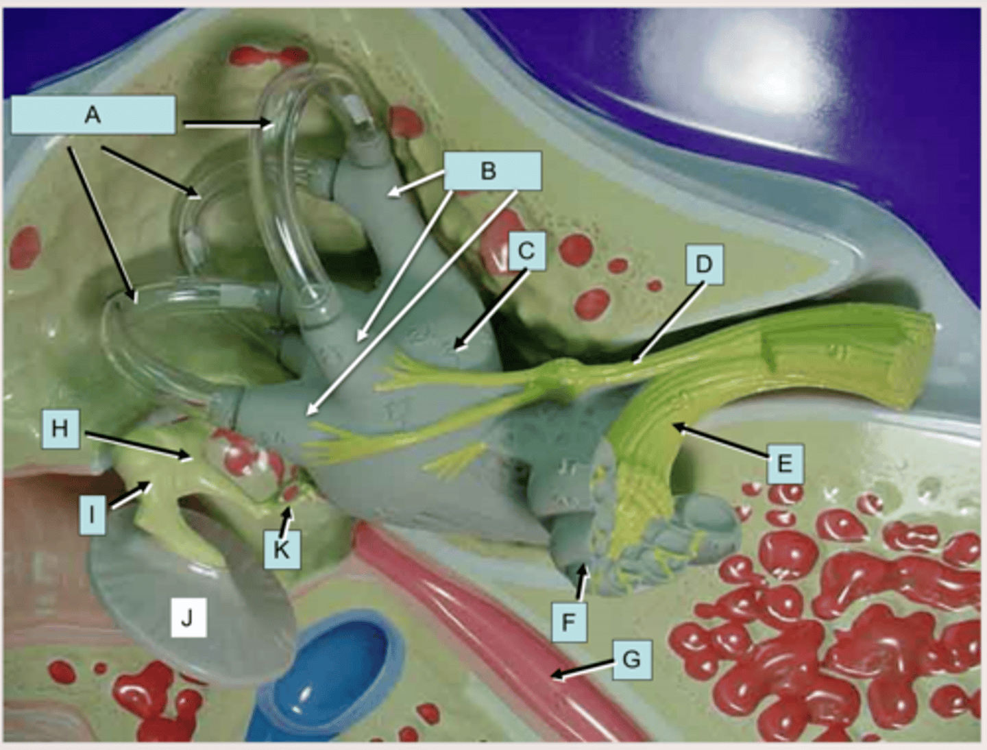 <p>What is the arrow of the letter E pointing to?</p>