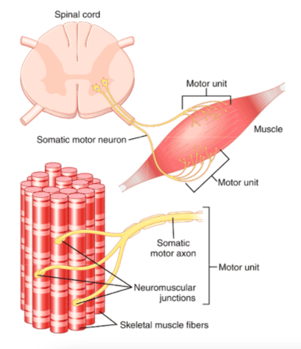 <p>all the muscle fibers innervated by a single nerve fiber</p><p>An entire muscle may receive input from hundreds of different motor neurons </p><p>In general, small muscles that react rapidly and whose control must be exact have more nerve fibers for fewer muscle fibers (e.g., as few as two or three muscle fibers per motor unit in some of the laryngeal muscles). Conversely, large muscles that do not require fine control, such as the soleus muscle, may have several hundred muscle fibers in a motor unit.</p><p>the muscle fibers in each motor unit are not all bunched together - they overlap other muscle units in microbundles (3-15 fibers) - this interdigitation allows the separate motor units to contract in support of one another rather than entirely as individual segments </p>
