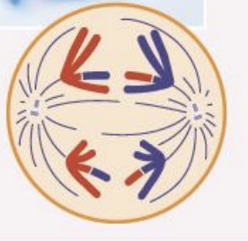 <ul><li><p>shugoshin protects cohesion</p></li><li><p>Homologous chromosomes separate</p></li><li><p>Move towards poles</p></li></ul><p></p>