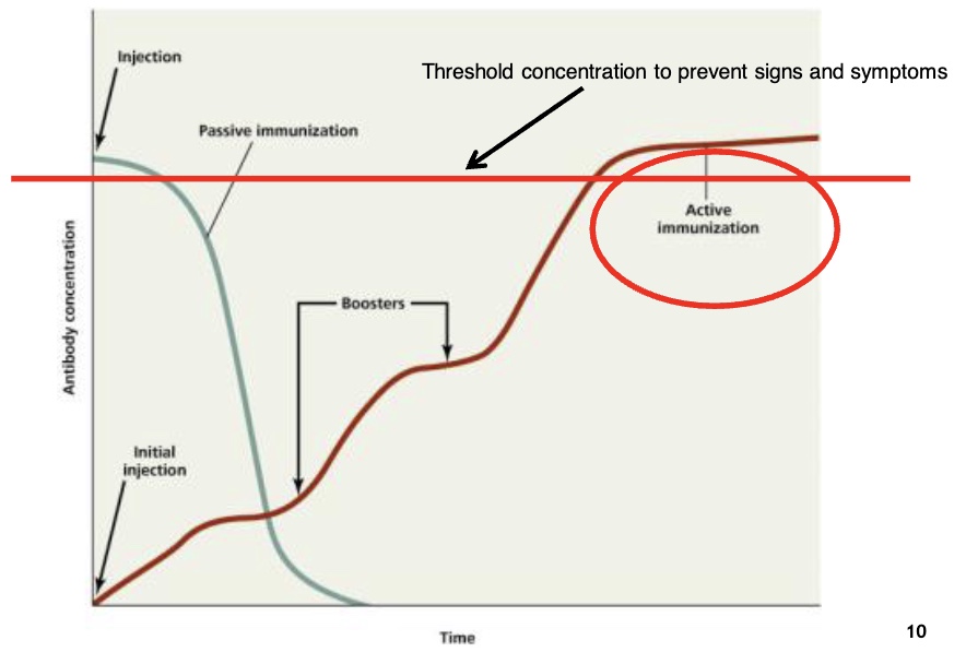 <p>where is passive immunity on the threshold when first injected</p>
