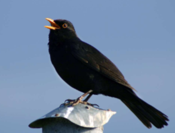 <p>Habitat: Trädgårdar, parker och skogar. </p><p>Övrigt: Den är en allätare som äter frön, bär, insekter och maskar. Stannfågel eller flyttar neråt Europa. </p>