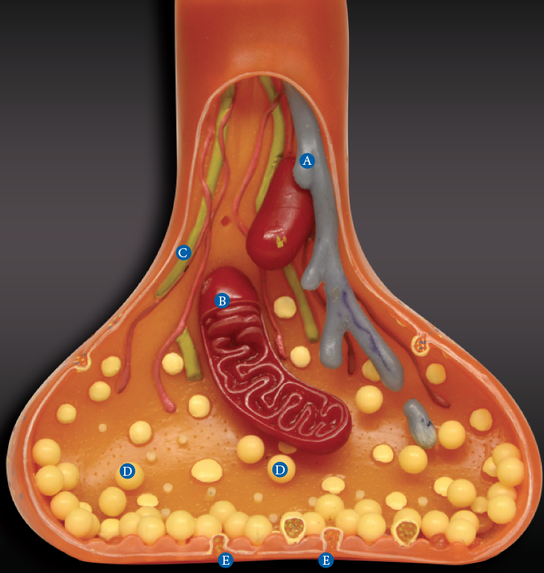 <p>Axon terminal or synaptic terminal</p>