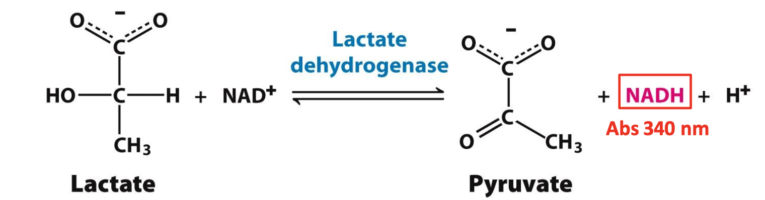 <p>Used to identify fractions collected &amp; find protein amongst them. Needs to <strong>monitor a unique property of the protein</strong>.</p><p><span style="color: #63b870">✧ LDH can be verified by measuring enzymatic activity = generation of NADH during conversion, NADH has a specific absorbance of 340 nm. <strong>The more ∆Abs/t, the more NADH/t</strong></span></p>