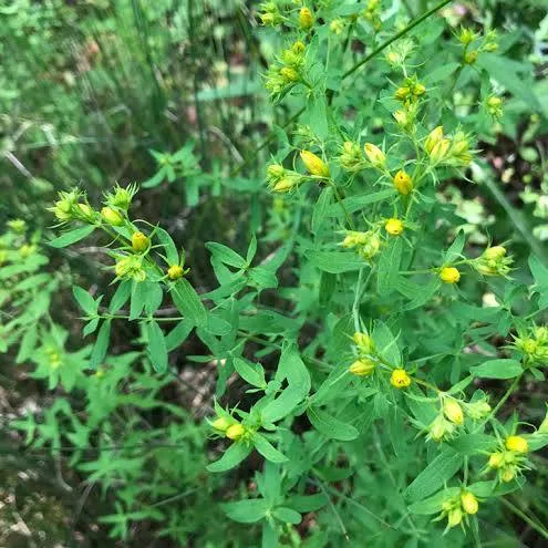 <p>St.John’s wort </p>