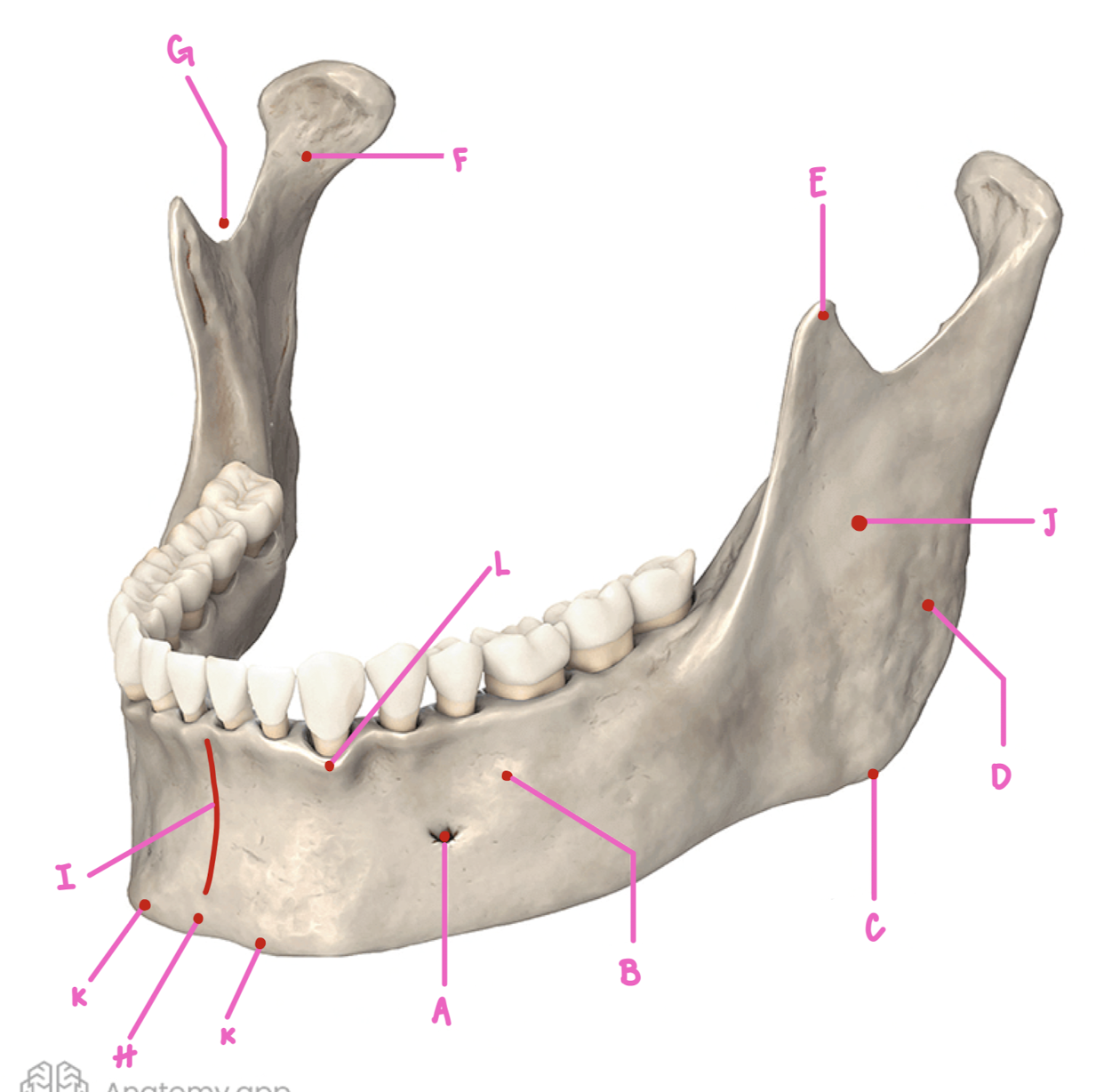 <p>Name the part of the mandible labeled G</p>