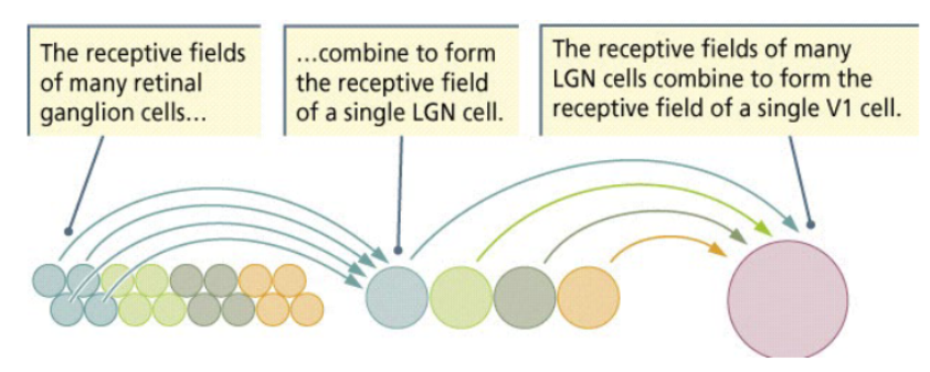 <p>The receptive fields of neurons become <em>larger</em>. </p><ul><li><p>The receptive fields of many retinal ganglion cells combined to form the receptive field of a single LGN cell.</p><ul><li><p>The receptive fields of many LGN cells combine to form the receptive field of a single V1 cell. </p></li></ul></li></ul><p></p>