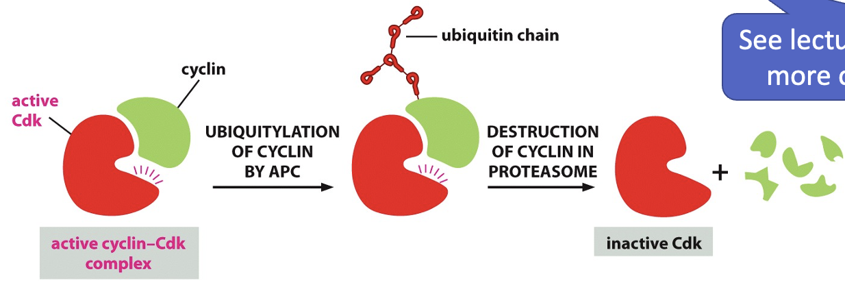 <ul><li><p>APC/C triggers proteolysis of specific proteins by binding to them (like a tag):</p><ul><li><p>covalently attaches ubiquitin (ubiquitylation)</p></li><li><p>this tagging directs proteins to the proteasome for degradation </p></li></ul></li></ul><p></p>
