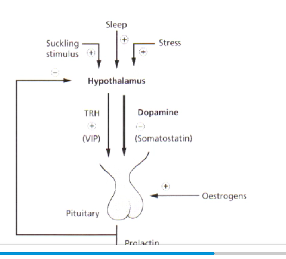 <p>made in lactotrophs</p><p>regulation: prolactin production inhibited by dopamine (also produced by hypothalamus). </p><p>upregulated by thyroid hormones</p><p>suckling, sleep and stress stimuli impact hypothalamus, dopamine levels drop, prolactin produced</p>