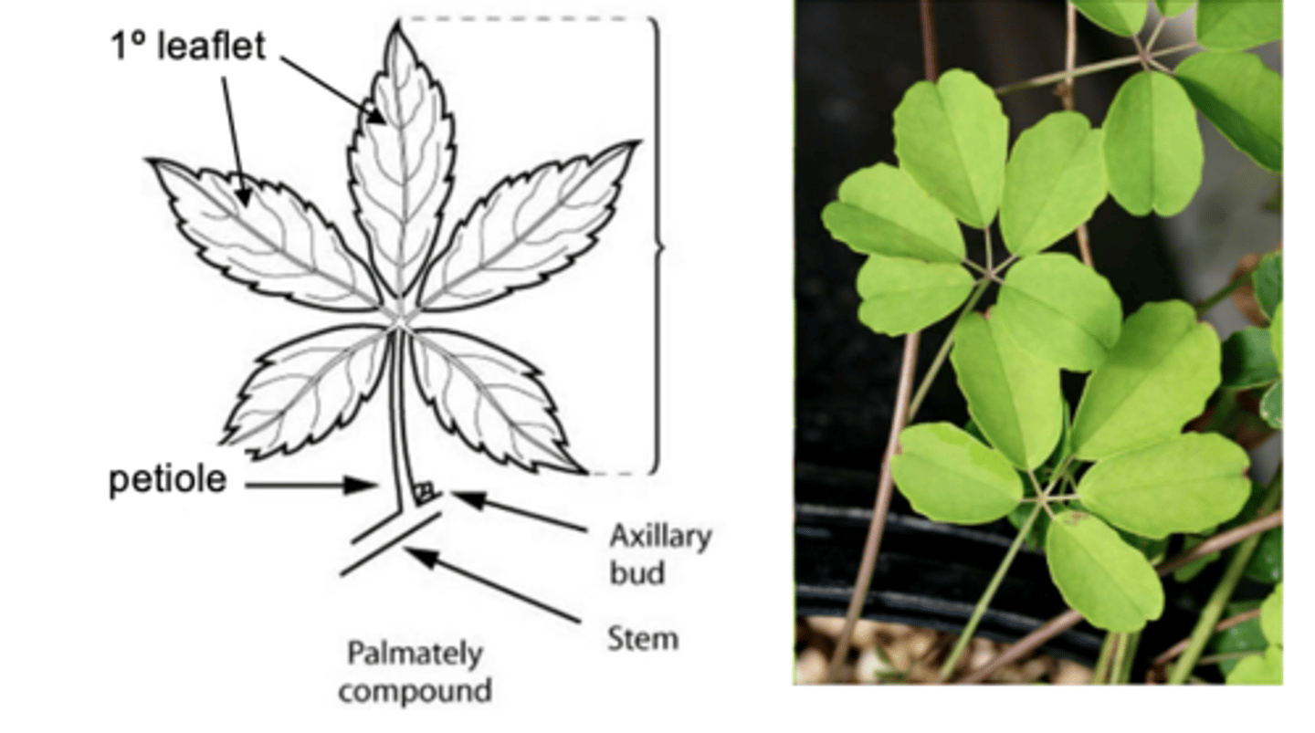 <p>no rachis is visible</p><p>------------------</p><p>FEATURES:</p><p>- has 1° leaflet</p>