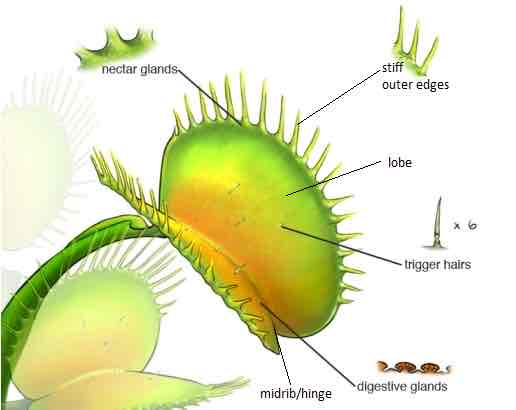 <ul><li><p>Nectar glands — to attract insects</p></li><li><p>Stiff outer edges — to interlock to trap insect inside</p></li><li><p>Lobe — specialised leaf</p></li><li><p><strong>Sensory hairs — deflection stimulates action potential and cause leaf to fold</strong></p></li><li><p>Digestive glands — to secrete digestive enzymes on lobe surface</p></li><li><p>Hinge</p></li></ul>