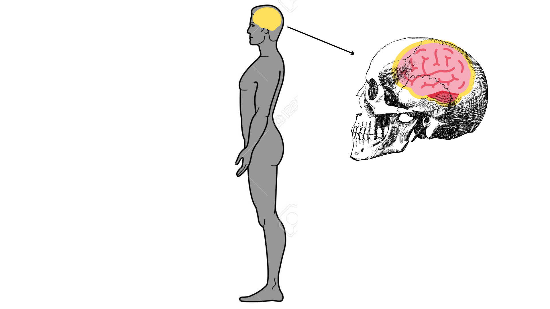 <p>The <strong>cranial cavity</strong> is the space inside your skull that holds and protects your <strong>brain</strong>.</p>