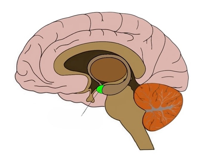 <p>Midbrain. 2 almond sized neural clusters. These cluster of neurons (thalamus) is routing everything. Creates emotions such as fear, anger. Stimulate this creates aggression. Linked to the storage of emotional memories.</p>