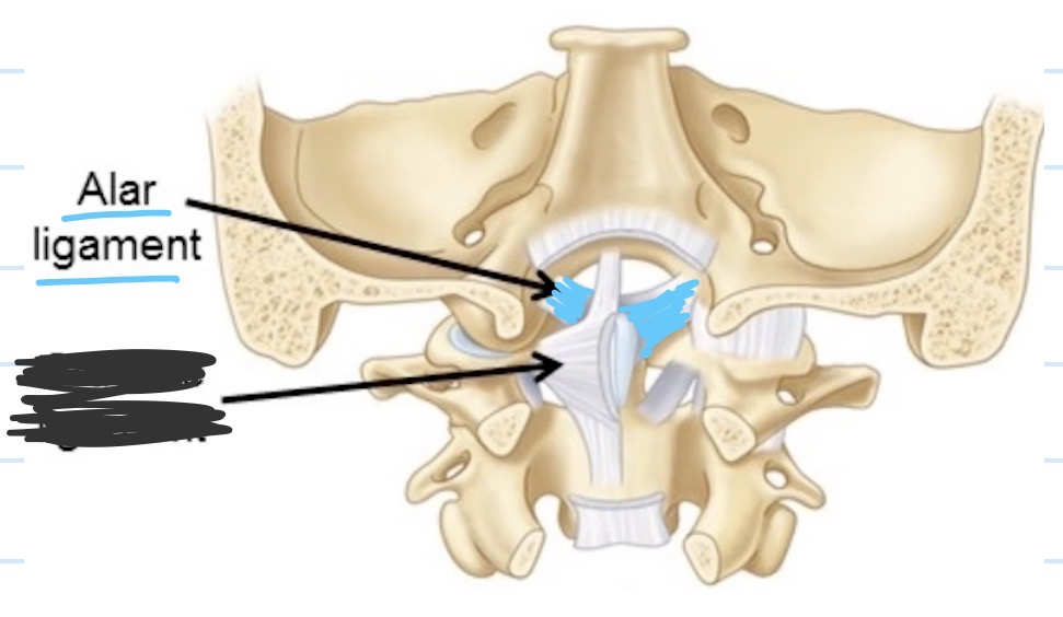 <p>It has two parts to it. Each part attaches from the tip of the dens up to the edge of the foramen magnum of the skull</p>
