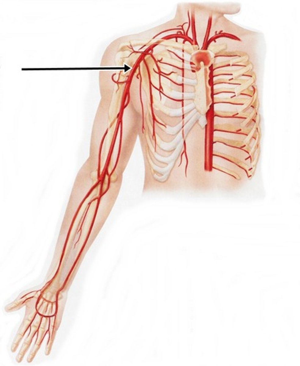 <p>identify this artery; passed the first rib</p>