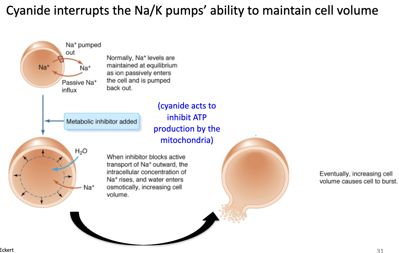 <p>Poisoning (cyanide) inhibits mitochondrial ATP production → Na/K pump fails → Na+ accumulates inside → water influx → cell swelling and lysis (death).</p>