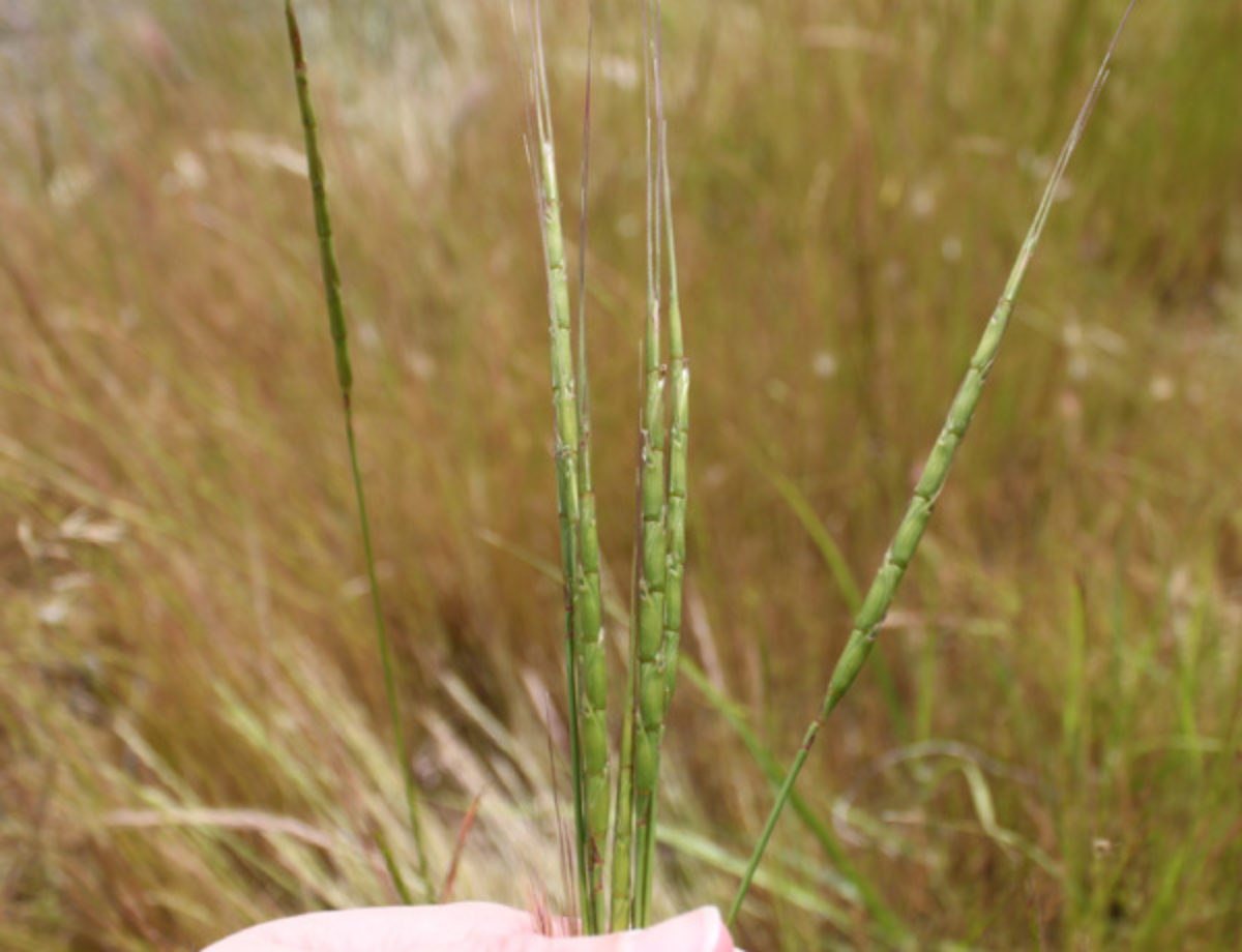 <p>Winter annual grass up to 2.5 ft tall; reproduces by seed; ligule present (unspecified in notes); leaf blade alternating with long hairs on margins, about 1/8–1/4 inch wide; sheath with long hairs; stems hollow; spikes cylindrical and narrow; auricles not present.</p>