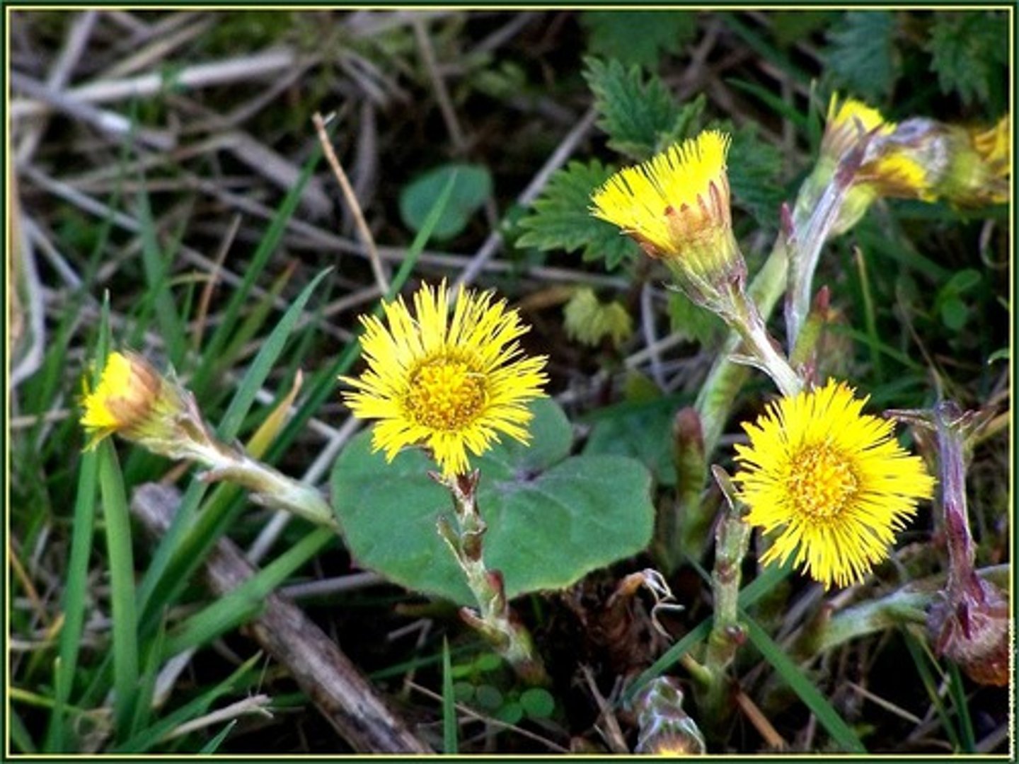 <p>hästhov/tussilago</p>