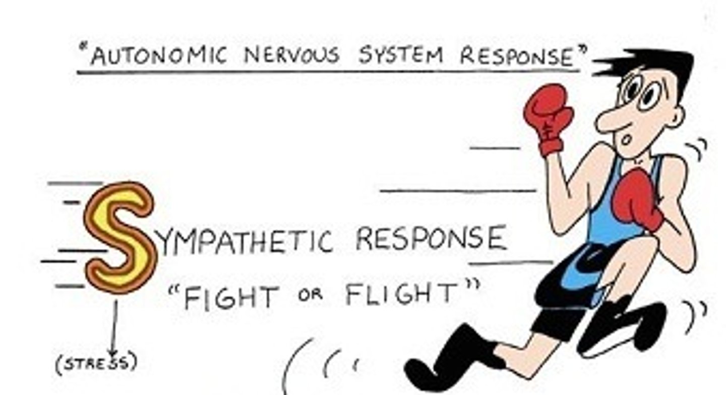 <p>This branch of the ANS is often termed the "fight or flight" nervous system since it increases fuel and energy for the body during times of stress or physical harm. Most active during physical activity.</p><p>Functions such as heart rate, respiratory rate, and metabolism all increase to make the energy necessary for the body to "protect" itself during physical emergencies</p>