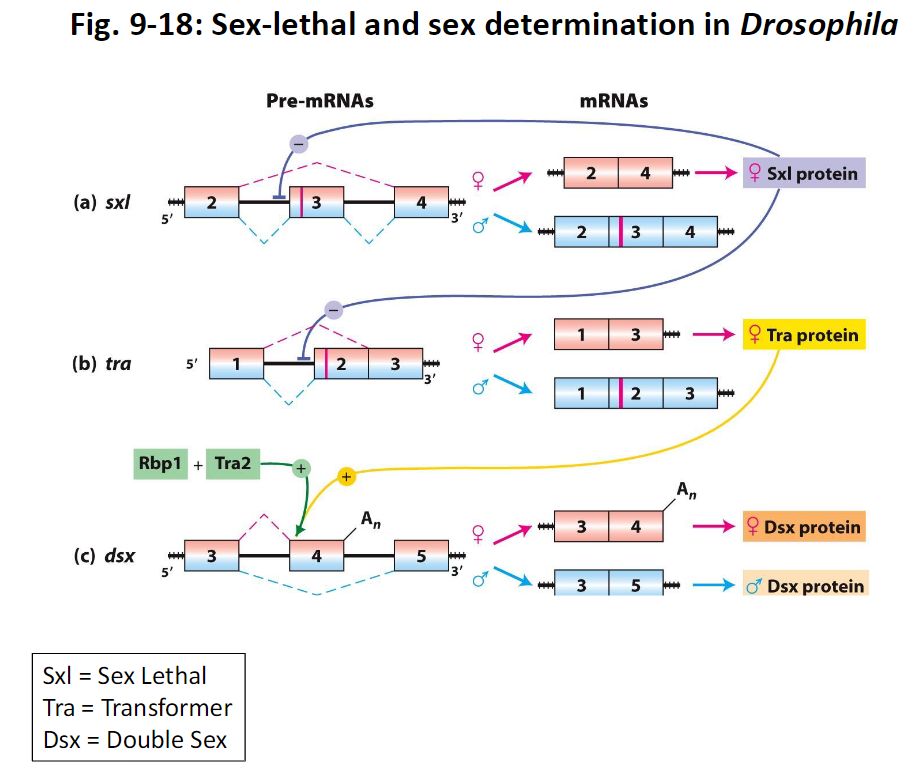 <p><strong>Sxl (Sex Lethal)</strong><br> Controls female development by regulating splicing of downstream genes</p><p><strong>Tra (Transformer)</strong><br> Acts downstream of Sxl to control splicing of other genes</p><p><strong>Dsx (Double Sex)</strong><br> Final gene in the pathway that determines sexual characteristics</p><p><strong>Figure Reference</strong><br> Fig. 9-18</p>