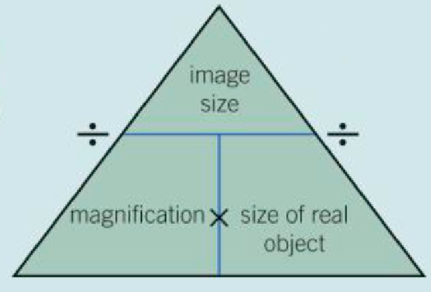 <p>Magnification = size of image/size of real object</p>