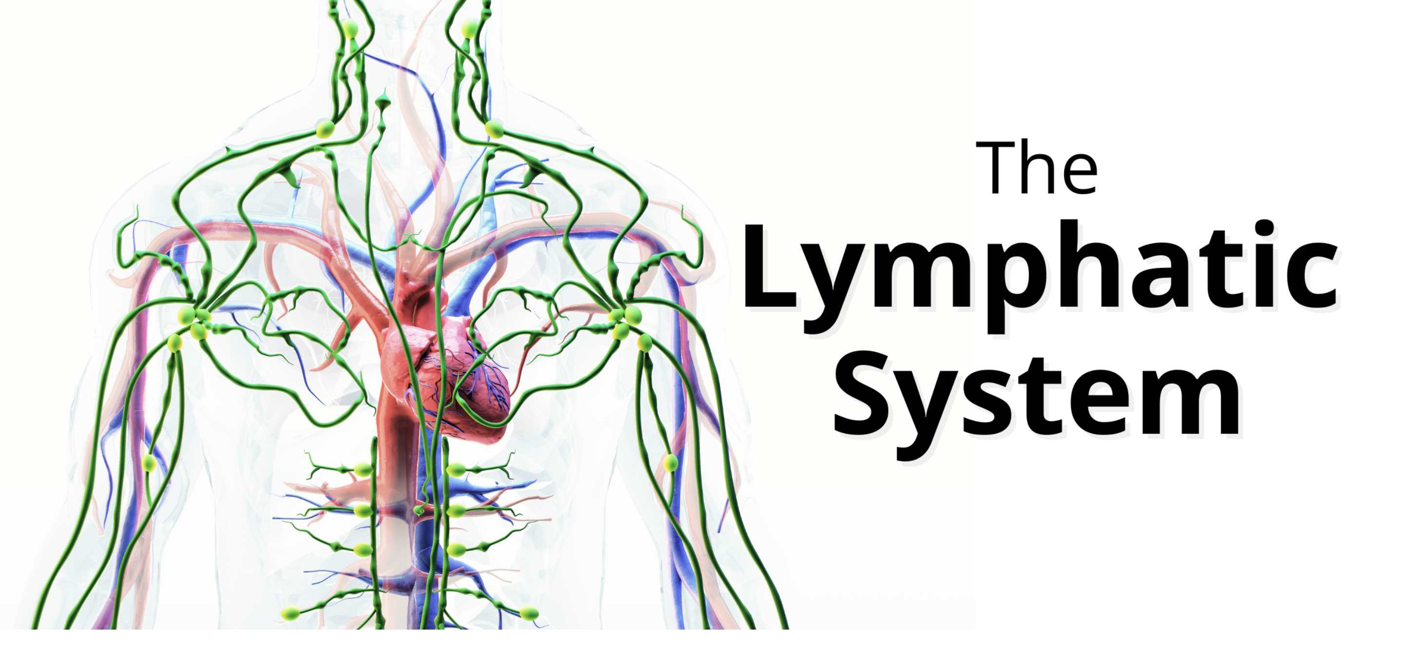 <p>what are the functions of the lymphatic system?</p>