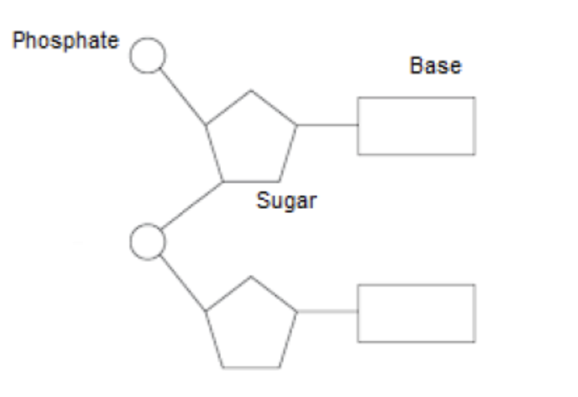 <p><span>a. ribose drawn as pentagon and labelled sugar/ribose;</span><br><span>b. base drawn with correct link to (C</span><sub>1</sub><span> of) ribose and labelled base/nitrogenous base;</span><br><span>c. phosphate drawn with correct link to (C</span><sub>5</sub><span> of) ribose and labelled P/phosphate;</span><br><span>d. two (or more) ribonucleotides drawn with correct link (C</span><sub>3</sub><span> to C</span><sub>5</sub><span>)</span></p>
