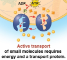 <p>Active transport</p>