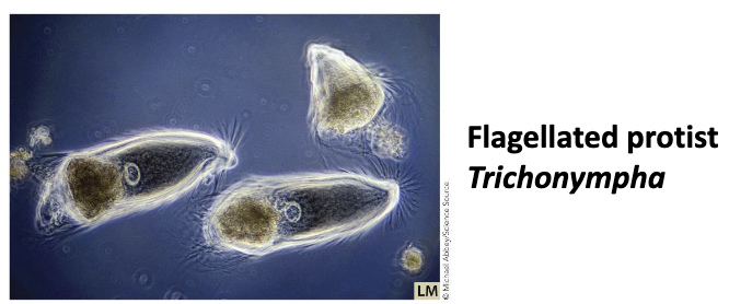 <ul><li><p>Many eukaryal microorganisms are <strong><em>primary producers</em></strong> (providing energy) or <strong><em>biodegraders</em></strong> (recycling nutrients).</p><ul><li><p>Some algae produce <strong><em>great amounts</em></strong> of oxygen through photosynthesis in the oceans.</p></li><li><p>Some eukaryal microorganisms can <strong><em>degrade</em></strong> <strong>cellulose</strong>, recycling plant matter better than animals can (termite gut protozoa).</p></li></ul></li></ul><p></p>