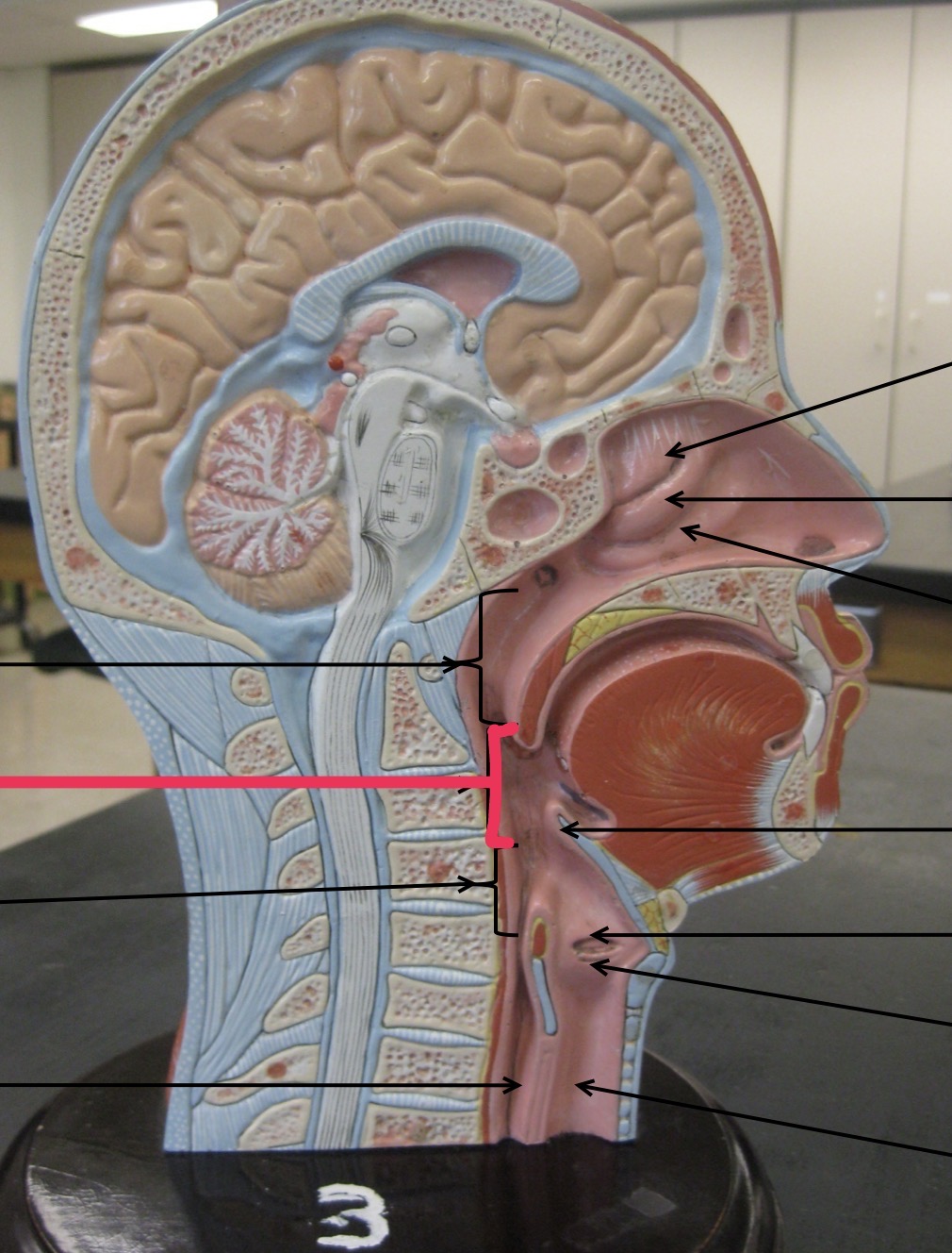 knowt flashcard image
