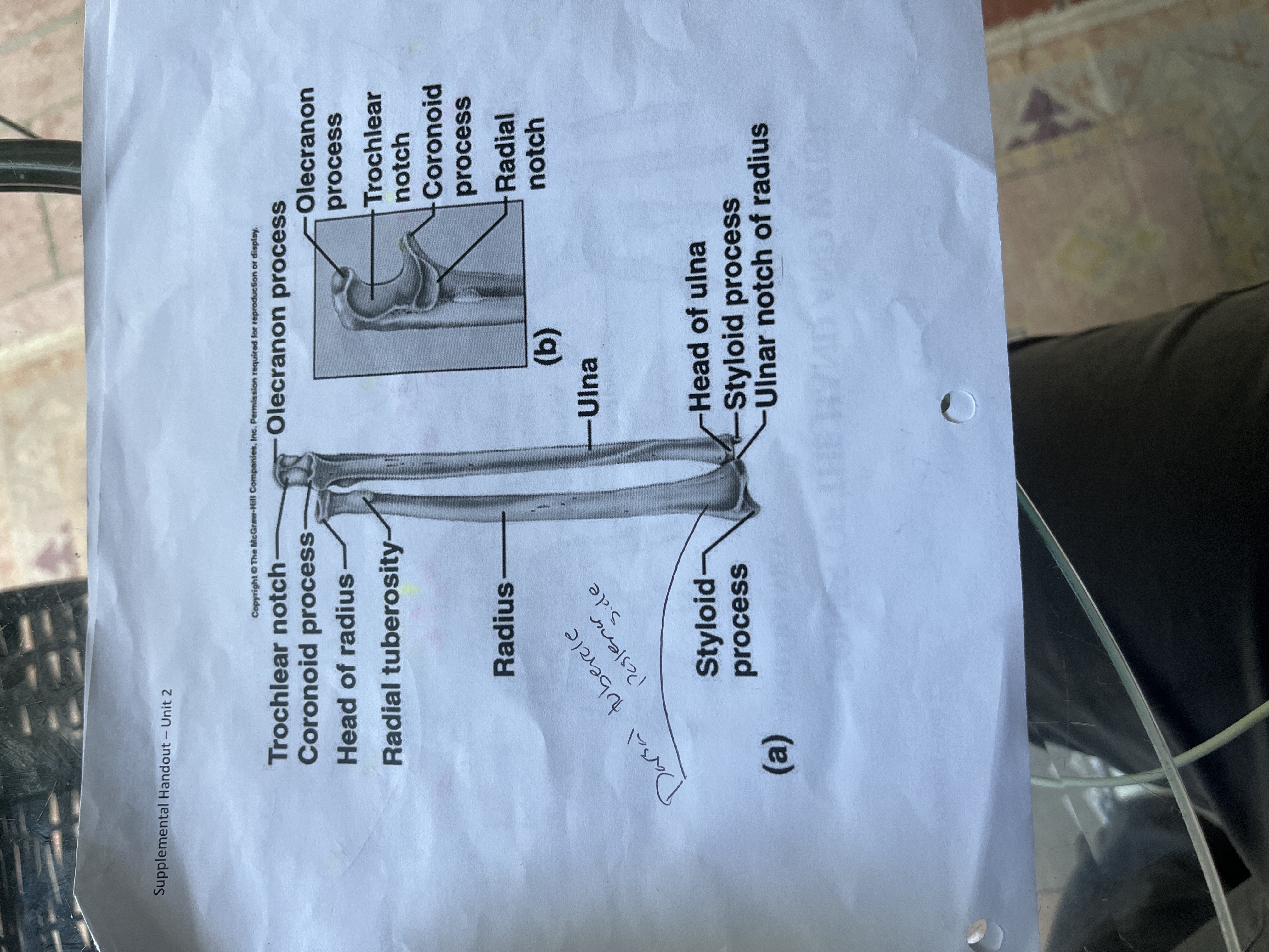<p>-Radial head (spins against radial notch of ulna when supinating and pronating)</p><p></p><p>-Dorsal tubercle of the radius( a bump on distal/ dorsal surface of radius aka lister tubercle)</p><p></p><p>-Radial styloid process (pointed projection laterally to the dorsal tubercle)</p><p></p><p>-Ulnar notch of radius ( ln distal end of radius where it connect with ulna together) </p><p></p>