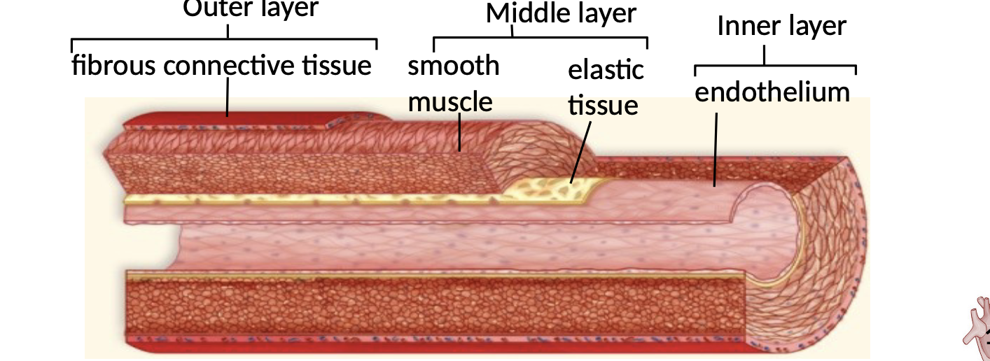 <p>Layers of arteries and veins in vertebrates </p>