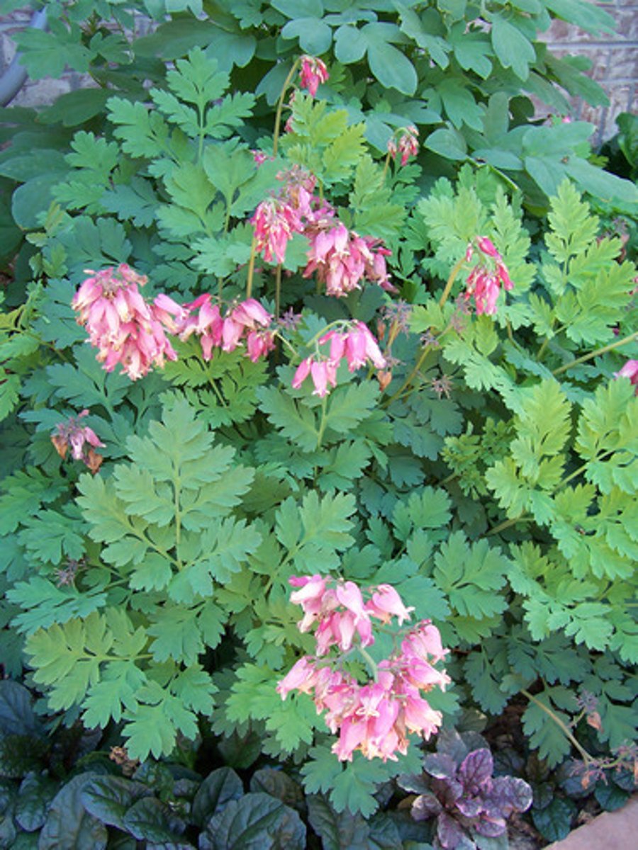 <p>-Pink flowers face down</p>